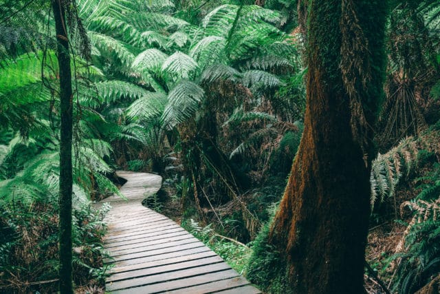 Winding boardwalk in Australian Rainforest. Otway National Park, Victoria, Australia. Image has vintage filter applied.